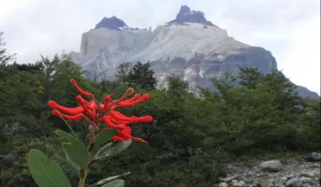 Day 3: Chilean Firebush with The Horns in background