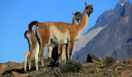 Day 5: Guanacos