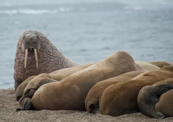 A herd of walrus keeping watch