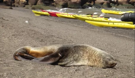 Fur seal on Deception Island