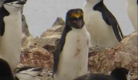 A solitary Macaroni penguin