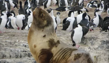 Day 11: A sea lion among a colony of Imperial cormorants 