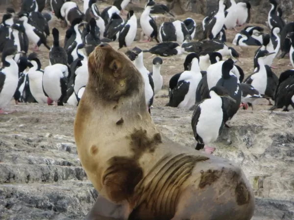 Day 11: A sea lion among a colony of Imperial cormorants 
