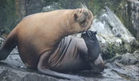Day 11: Sea lions have itches too
