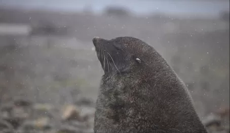 A fur seal sits in the snow