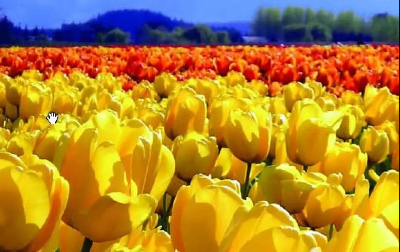 Walk through fields of famous Dutch tulips 