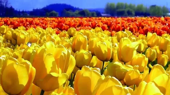 Walk through fields of famous Dutch tulips 