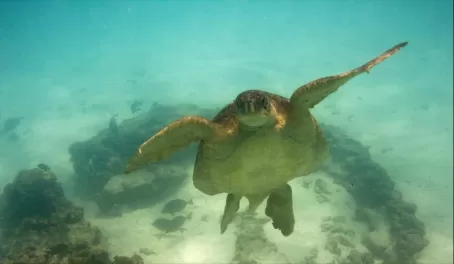 GalÃ¡pagos green sea turtle 
