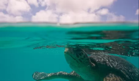 (Santa Fe) Galapagos Sea Turtle