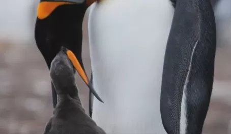 King Penguin feeding baby
