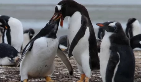 Gentoo Penguins feeding