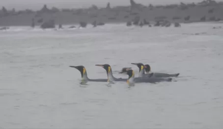 King Penguins swimming together