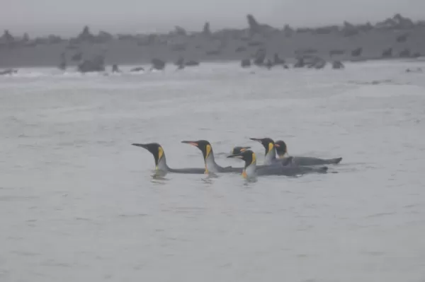 King Penguins swimming together