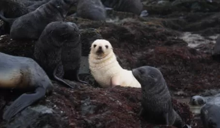 Blondie (Leucistic) Southern Fur Seal and Friends