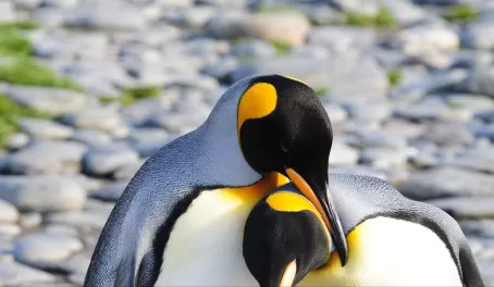King penguins South Georgia