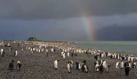 King penguins South Georgia, Salisbury Plain