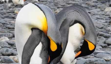 yoga penguins
