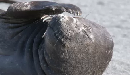 Southern Elephant Seal (F)