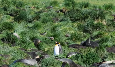 King Penguin amid the Southern Fur Seals