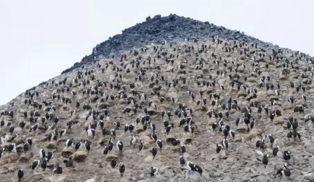 Antarctic Shags