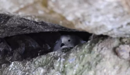 Snow Petrel Chick in nest in cave