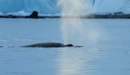 humpback whale in Antarctica