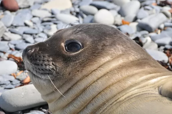 Baby Seal at Sea Lion Island