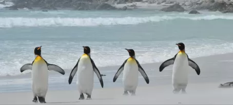 King penguins at Volunteer Point on East Falkland Island
