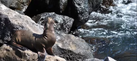 sea lion posing for a pic
