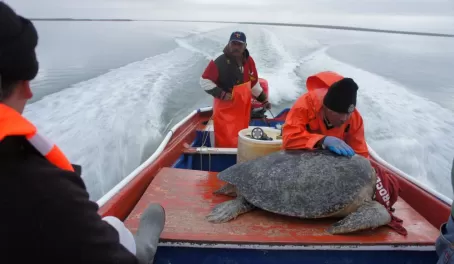 Sea turtle research in Baja