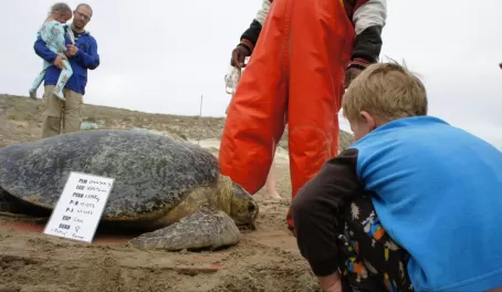Sea turtle research is a family effort in Baja