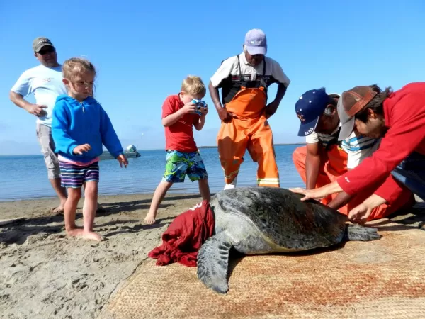 A family participates in sea turtle research in Baja