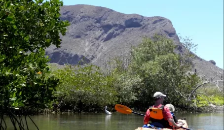 Kayaking mangroves in Baja