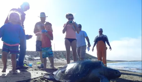 A family volunteers to help with sea turtle research in Baja
