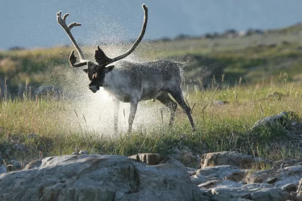 On your Arctic expedition cruise you\ll have the chance to see wildlife such as caribou
