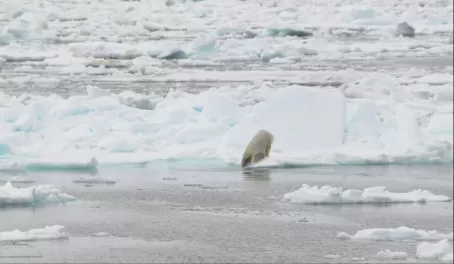 Polar bear exiting Davis Strait