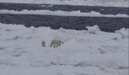 Mama polar bear and cub in Hudson Strait
