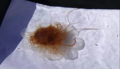 Jellyfish spotted on expedition landing back in Greenland
