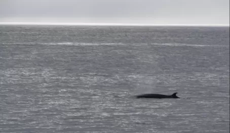 Sei Whale in Davis Strait