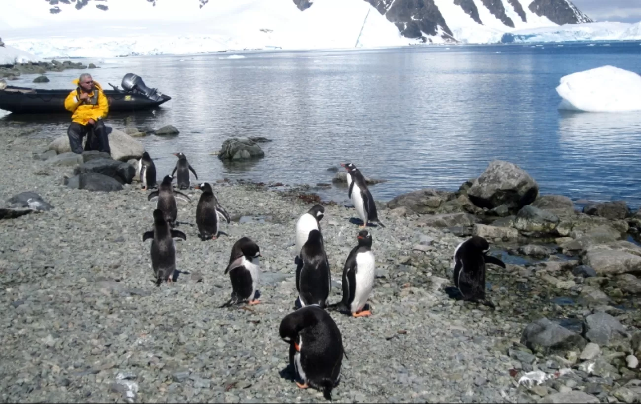 Curious penguins approach during an Antarctic shore excursion