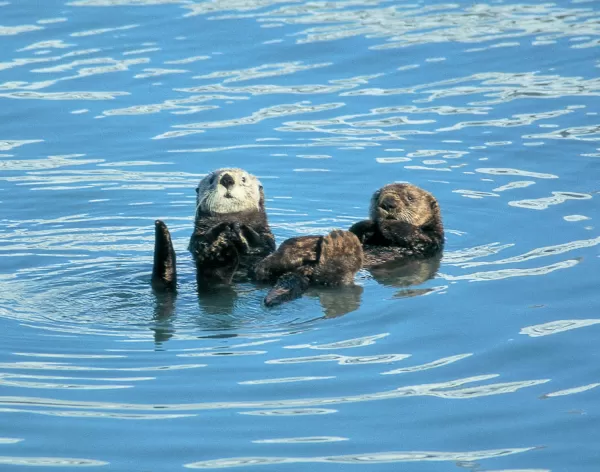 Otters greeting the ship