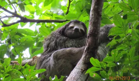 Sloth sanctuary