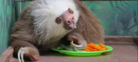 Sloth in rehab