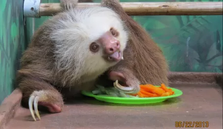 Sloth in rehab