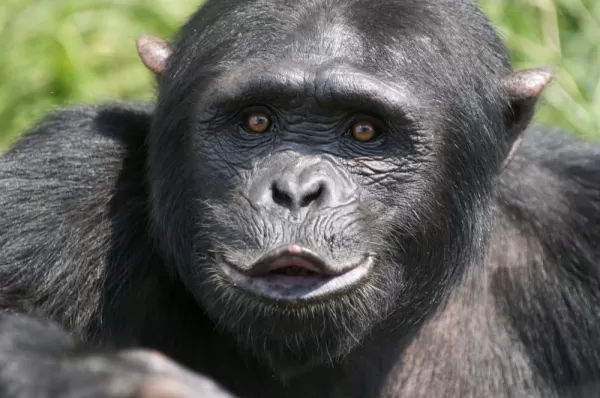 A Chimp puckers it's lips