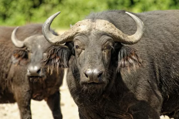 Witness the great water buffalo on your African safari.