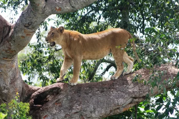 A lion is perched high in a tree.
