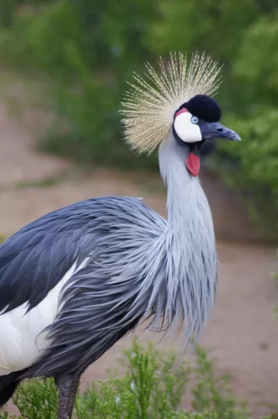 Witness some amazing birds in Africa such as the Grey Crested Crane