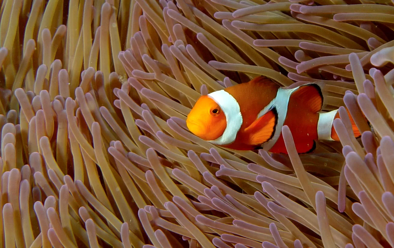 Snorkeling with clownfish.