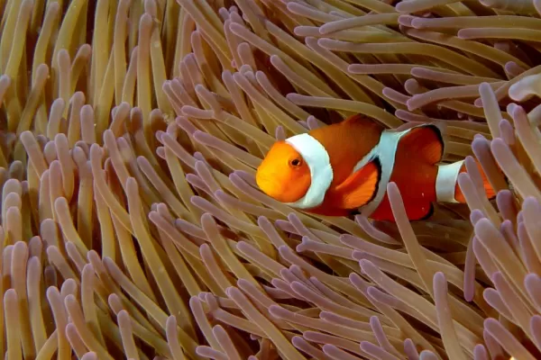 Snorkeling with clownfish.